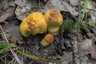 Sárga érdestinóru (Leccinellum crocipodium), Pilis